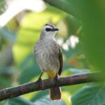 Gacor Online: Tips Merawat Burung Agar Tetap Berhasil Suara