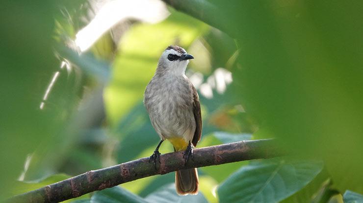 Gacor Online: Tips Merawat Burung Agar Tetap Berhasil Suara